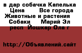 в дар собачка Капелька › Цена ­ 1 - Все города Животные и растения » Собаки   . Марий Эл респ.,Йошкар-Ола г.